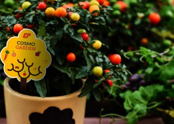 Cosmo’dan yüzde yüz opak yeni sentetik kâğıt: CSPR-2 (M) O BTC