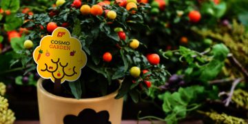 Cosmo’dan yüzde yüz opak yeni sentetik kâğıt: CSPR-2 (M) O BTC